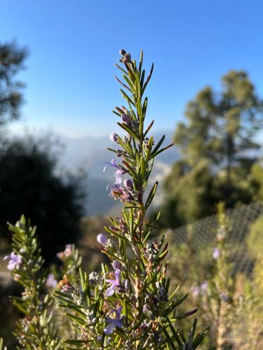 Darbar - A Heritage Farmstay, Near New Tehri & Kanatal