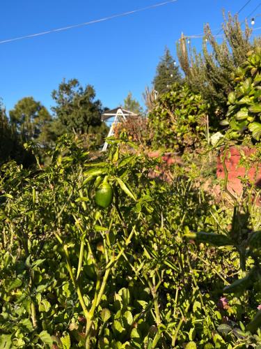 Darbar - A Heritage Farmstay, Near New Tehri & Kanatal