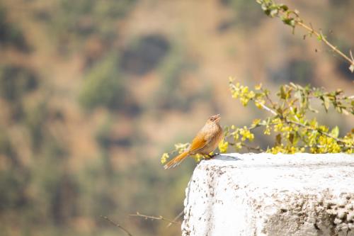 Darbar - A Heritage Farmstay, Near New Tehri & Kanatal