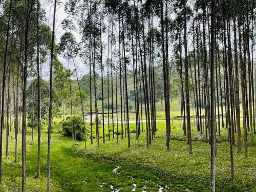 Finca Campestre parcelación Caminos del Cartama. Támesis, Antioquia.