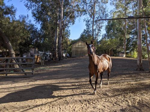 Farmhouse retreat on the Hills near BART