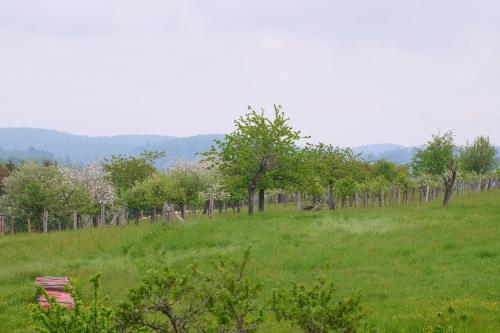 Le Pommier - Appt avec jardin partagé