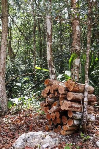 Selva de Luz Jungle Cottage