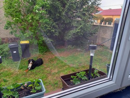 สวน, Vidám ház, a Zöld Szívü faluban Sopron mellett (Vidam haz, a Zold Szivu faluban Sopron mellett) in ร็อจท็อกมัสซาจ