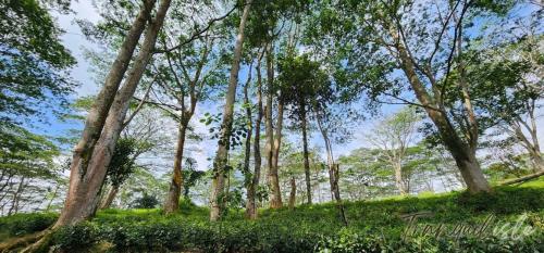 Tranquilisle, Kandy (photo 10)