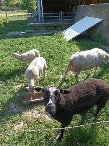 Gîte à la ferme