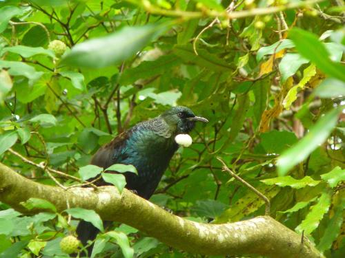 Mount Tutu Eco-Sanctuary