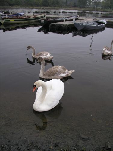 Lakeland Midsummer Lakehouse - image 4