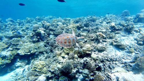 Jerrys Dive Lodge Rasdhoo