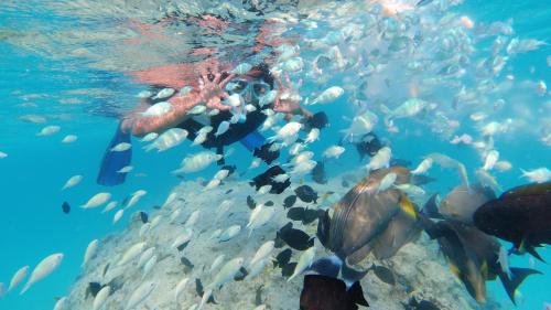 Jerrys Dive Lodge Rasdhoo