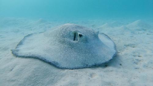 Jerrys Dive Lodge Rasdhoo