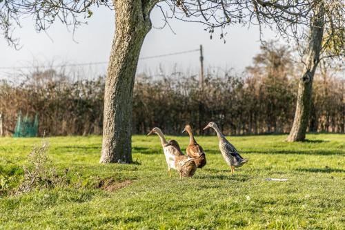 Morgan Sweet, Apple Tree Glamping, Nr Wells
