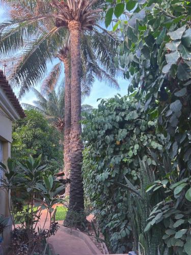 Garden, Casa Cacheu Homestay in Bissau