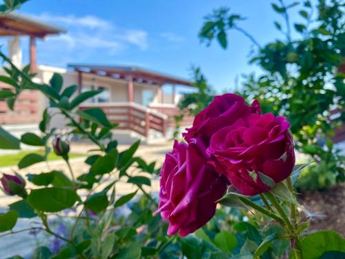 Mobile homes Kamp Maslina, Biograd na Moru 5