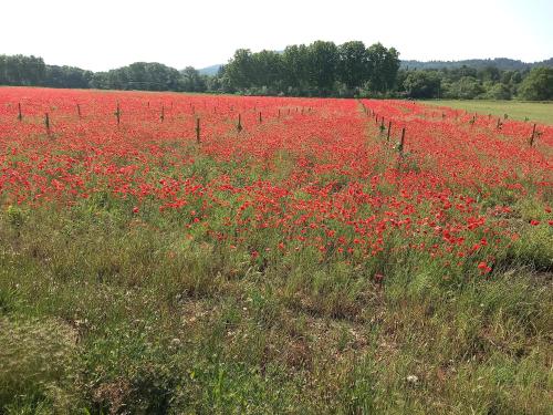 Le refuge de Sissou