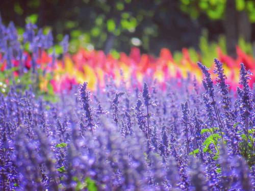 Furano BLUE STAR