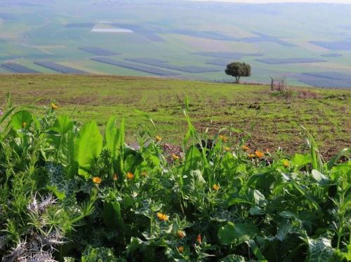 Suite Kolibri in Galilee