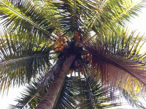 丹不拉罗伯特旅馆