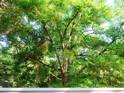 523 Tarpon Pond in Johns Island, USA