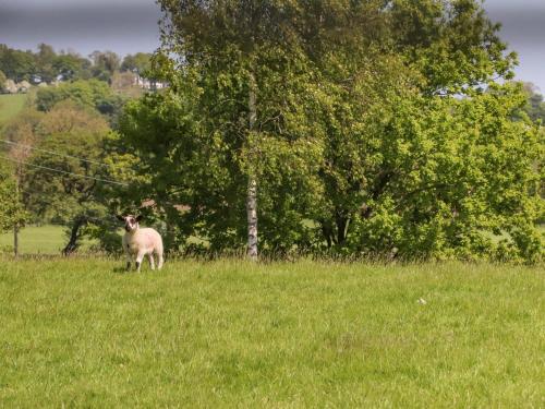 Ribble View