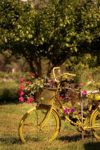 Yellow Bike House