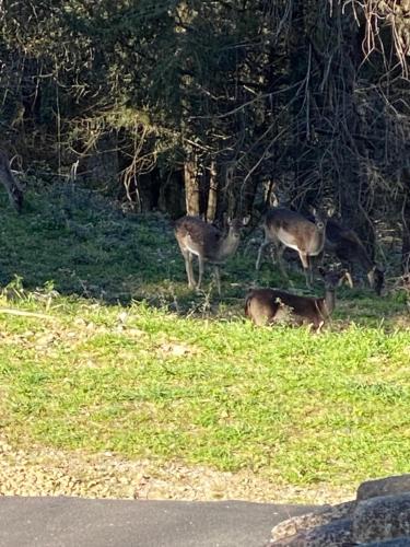 La Tana del Grifo - Podere Amodeo