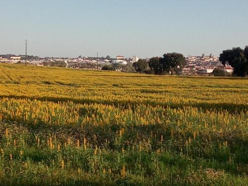 Monte Da Serralheira Agro Turismo - image 3