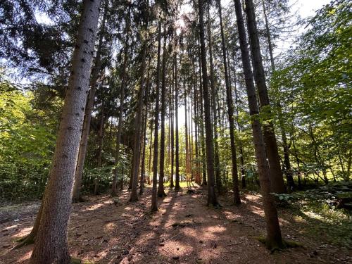 Apkārtne, Apartmán na kraji lesa Všemina (Apartman na kraji lesa Vsemina) in Všemina