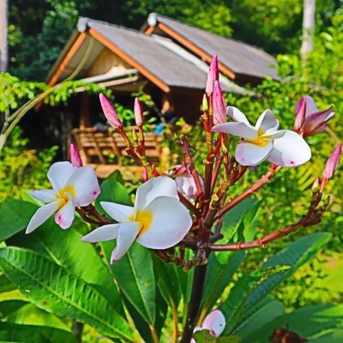 Toh Tao Homestay Camping