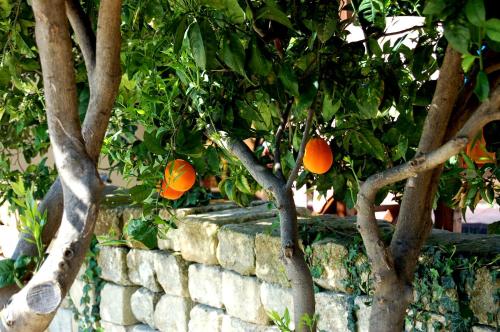Il Giardino Del Sole - image 9
