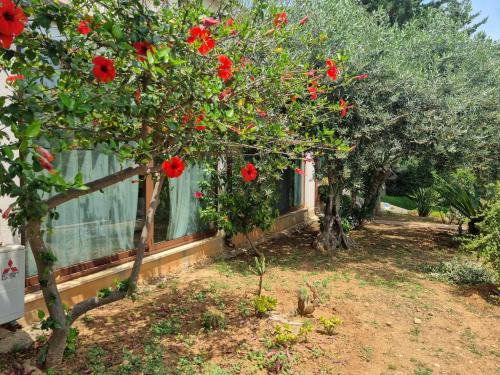 Casa Giardino dell'Hibiscus