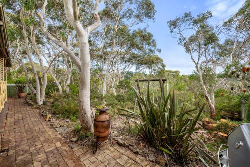 Scribbly Gum