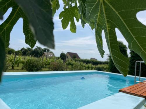 Swimmingpool, Füge Vendégház (Fuge Vendeghaz) in Alsóörs