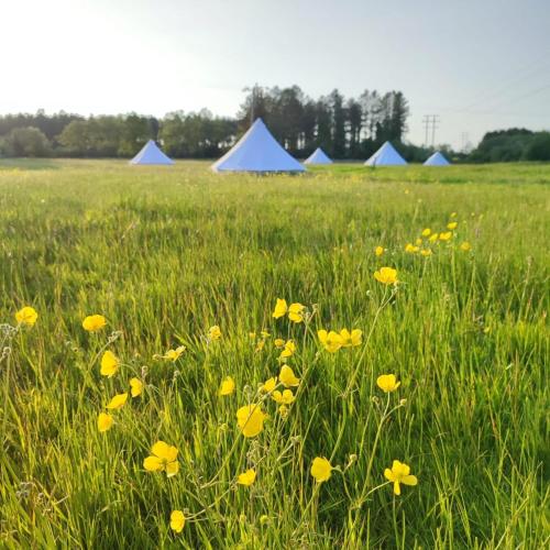 Dorset Glamping Fields