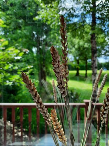 Studio in Letterkenny