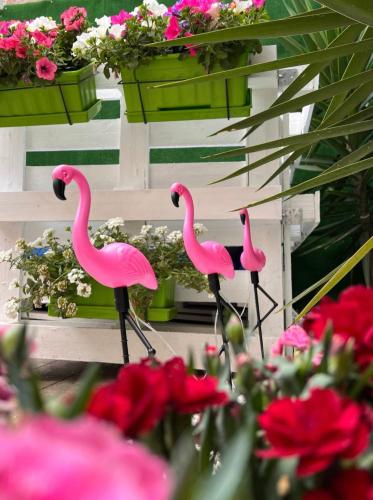 Casa Flamingo