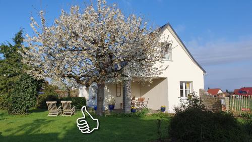 B&B Laußnitz - Ferienhaus Hummel-Nest - Bed and Breakfast Laußnitz