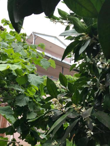  Villa with sea view in Trabzon