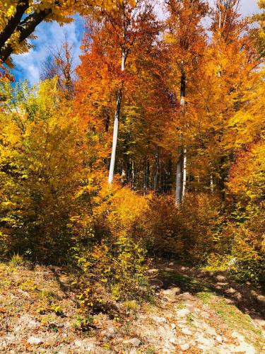 阿纳斯塔西娅旅馆 阿纳斯塔西娅旅馆