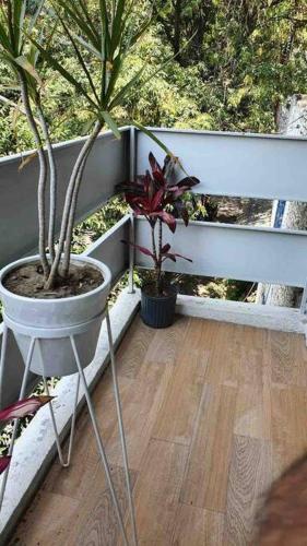Cozy apartment in Condesa´s heart !