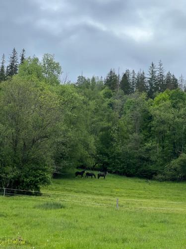 Ostoya Twoya Ostoya Twoya