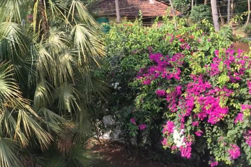 1BHK Luxury Homestay In Betalbatim, South Goa