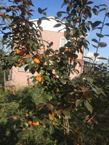  Villa with sea view in Trabzon