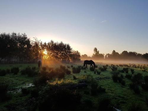 Pipowagens bij Pannenkoekenrestaurant & Camping De Koppenjan 'Een uniek verblijf met kinderspeelboerderij'