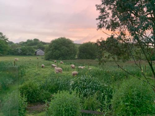 Coombe Valley Shepherd's Hut