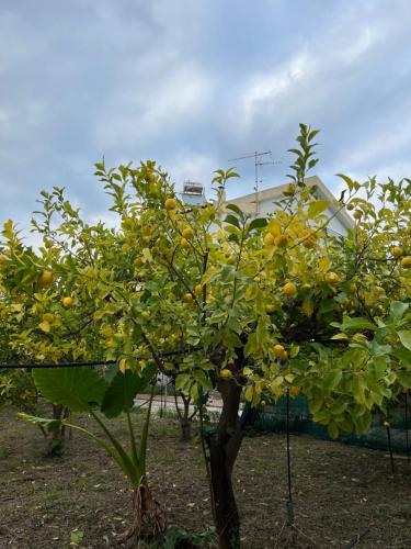 A cottage with lemon&orange trees!