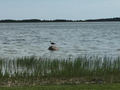 Garden, Dago Berry suvemaja in Hiiumaa