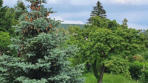 Naturgespür in Wien