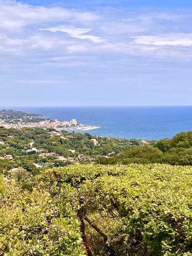 Les Collines - Location saisonnière - Sainte-Maxime