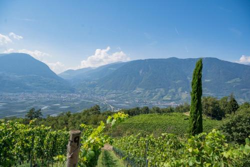 Weingut Eichenstein, Meran (Foto 10)